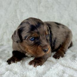 BMF4 - Blue merle female Aussiedoodle puppy in Prague, Oklahoma from Classic K9’s  Aussies & Doodles