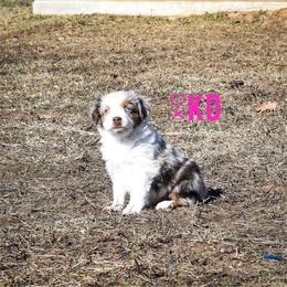 Miniature Australian Shepherd Puppies from Knockout Aussies