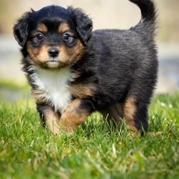 Valentina - Black tri-color female Aussiedoodle puppy in Grants Pass, Oregon from Woodwind Miniatures