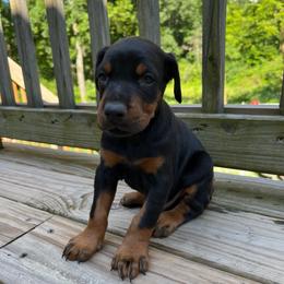 Clementine - Black and rust female Doberman Pinscher puppy in Bruce Township, Michigan from Eminent Dobermans