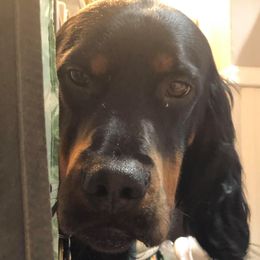 MURPHY - Gordon Setter