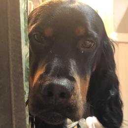 MURPHY - Gordon Setter