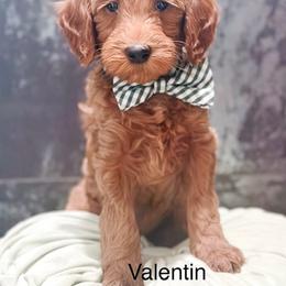 Valentin - Apricot male Goldendoodle puppy in Pasco, Washington from Camp Doodle Woods