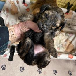 Taffy - Sable female Assorted Doodle Crosses puppy in Stuart, Virginia from Lil Aussie Posse