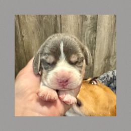Grey - Blue tan and white male Beagle puppy in Viper, Kentucky from Mountain Top