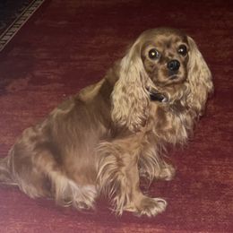 Mae - Cavalier King Charles Spaniel