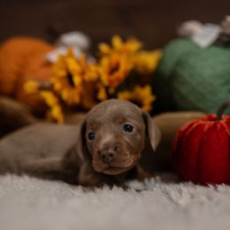 Dachshund Puppies from Johnson's Teeny Weenies