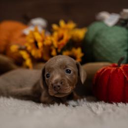 Dachshund Puppies from Johnson's Teeny Weenies