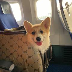 Pembroke Welsh Corgi Puppies from Her Royal Corgi