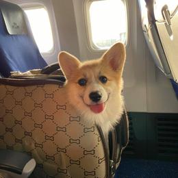 Pembroke Welsh Corgi Puppies from Her Royal Corgi