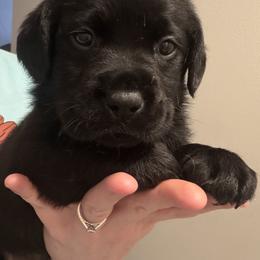 Green - Black male Labrador Retriever puppy in Ruth, Mississippi from Red White & True Labradors