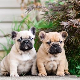 French Bulldog Puppies from Von Bales French Bulldogs