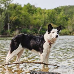 Border Collies from High Frequency
