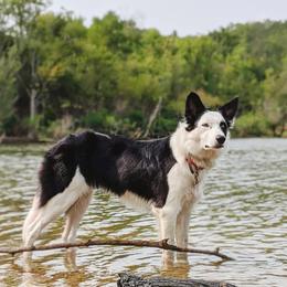 Border Collies from High Frequency
