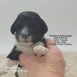Truffles ( Green collar) - Sable male Poodle puppy in Santa Cruz, California from Furball Forest Poodles