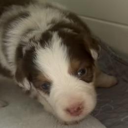 Stevie - Red merle female Australian Shepherd puppy in Sudbury, Massachusetts from Wild Atlantic  Aussies