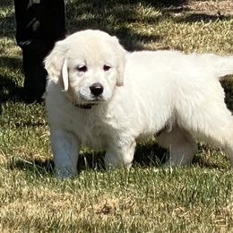 Bernese Mountain Dog, Golden Mountain Dog, and Golden Retriever Puppies from Canyon Meadows Farm