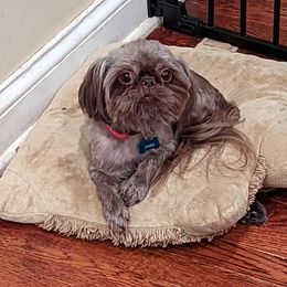 Joey - Shih Tzu