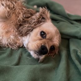 Harley - Cocker Spaniel