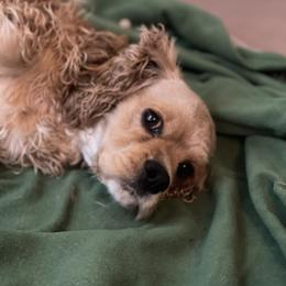 Harley - Cocker Spaniel