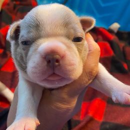 MOJITO - Seal and white Boston Terrier puppy in Anderson, South Carolina from Lola’s House of Bostons & Rescue