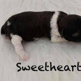 Girl 2 - female Poodle puppy in Wheatland, California from Sapphire Ridge Poodles