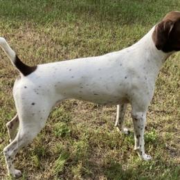 German Shorthaired Pointers from Hunting S Kennel