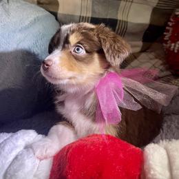 Heather - Red tri female Miniature Australian Shepherd puppy in Somerset, Kentucky from Natural Life Ranch