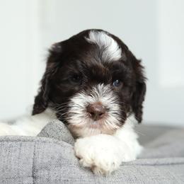 Orange - Chocolate male Australian Labradoodle puppy in Williamstown, New York from Lewis Manor Labradoodles