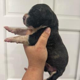 Lauren Daigle - Brindle female Great Dane puppy in Florida from Beachside Kennels