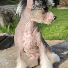 Tom - Slate male Chinese Crested puppy in Union City, New Jersey from Marina Konstantinova's Cresteds