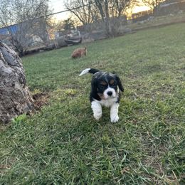 Cavalier King Charles Spaniel Puppies from Red Desert Cavalier’s