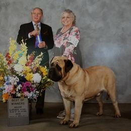 BaBa - Mastiff