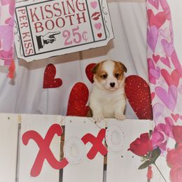 Boy 1 - Pembroke Welsh Corgi puppy in Gig Harbor, Washington from Pacific Northwest Pembroke Welsh Corgis