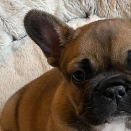 French Bulldogs from Roley Poley Frenchies