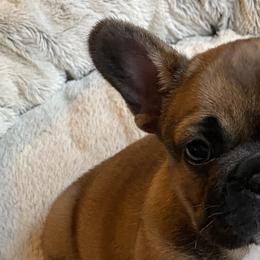 French Bulldogs from Roley Poley Frenchies