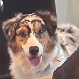 Luna - Australian Shepherd