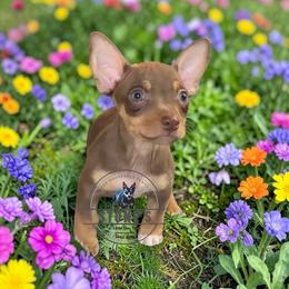Prince Charming - Chocolate and white male Teddy Roosevelt Terrier puppy in Little Elm, Texas from Stone's Teddy Roosevelt Terrier's
