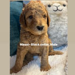 Messi- Boy 3 (black collar) - Red  male Goldendoodle puppy in Auburn, Indiana from Cooper’s Doodles