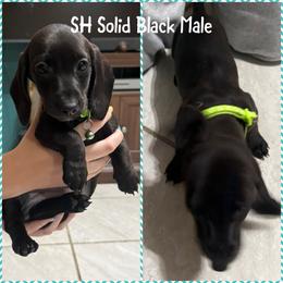 Boy 6 - Black male Dachshund puppy in Houma, Louisiana from Portier’s Mini Dachshunds