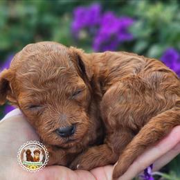 Nadia - Red  female Poodle puppy in Salem, Missouri from Meadowbrook Poodles