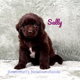 Sally - Brown female Newfoundland puppy in Cortez, Colorado from Bear Heart Newfoundlands, LLC