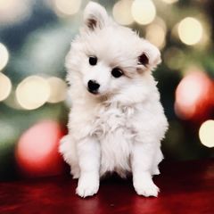 St.Cecilla - Volpino Italiano puppy from Blessed Volpino Italiano