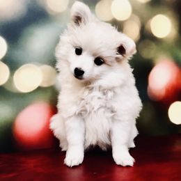 St.Cecilla - Volpino Italiano puppy from Blessed Volpino Italiano