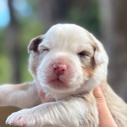 Hazel - Red merle female Australian Shepherd puppy in Orlando, Florida from Skaky Shepherds