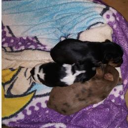 "1st litter " Yorkshire Terrier Puppies from ASA Yorkies and doodles