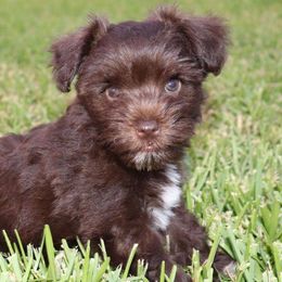 Miniature Schnauzers from 4D Schnauzers
