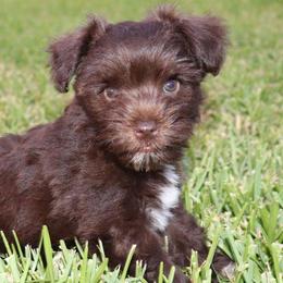 Miniature Schnauzers from 4D Schnauzers