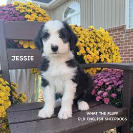 JESSIE - Gray and white female Old English Sheepdog puppy in Blackfoot, Idaho from What the Fluff Old English Sheepdog