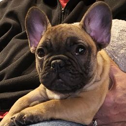 Boxers and French Bulldogs from Streamline Boxers & French Bulldogs
